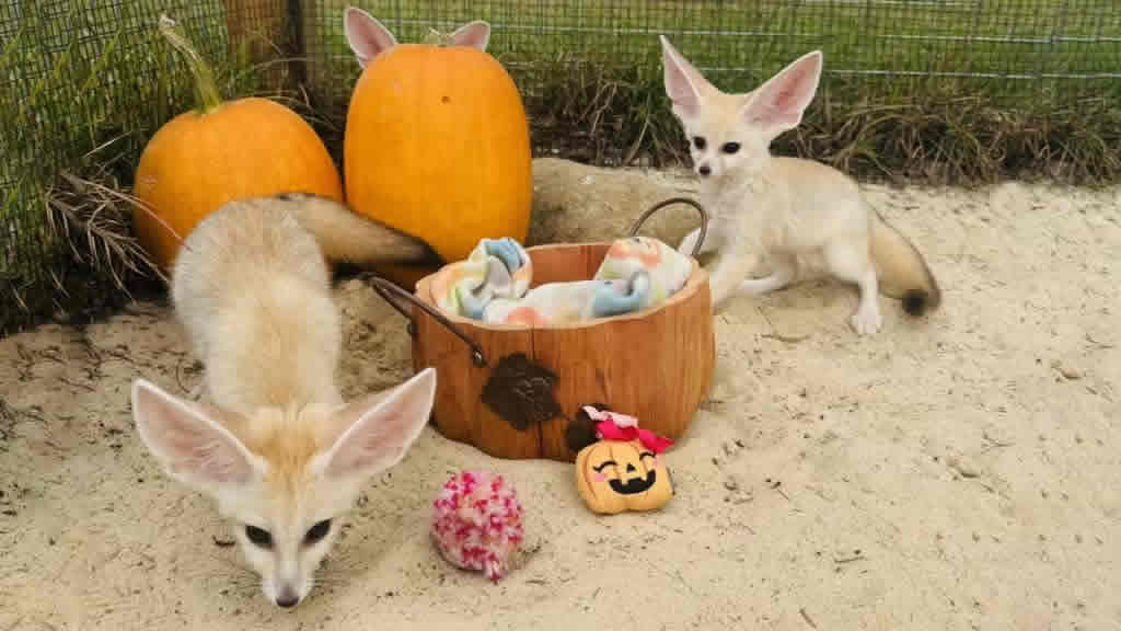 Image Courtesy Parkton Animal Oasis